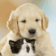 Bébé labrador et chaton amoureux