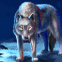 Loup au regard per�ant